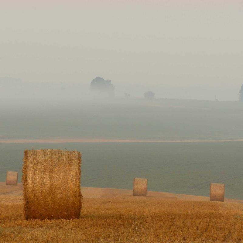 Амарант 'Love Lies Bleeding'