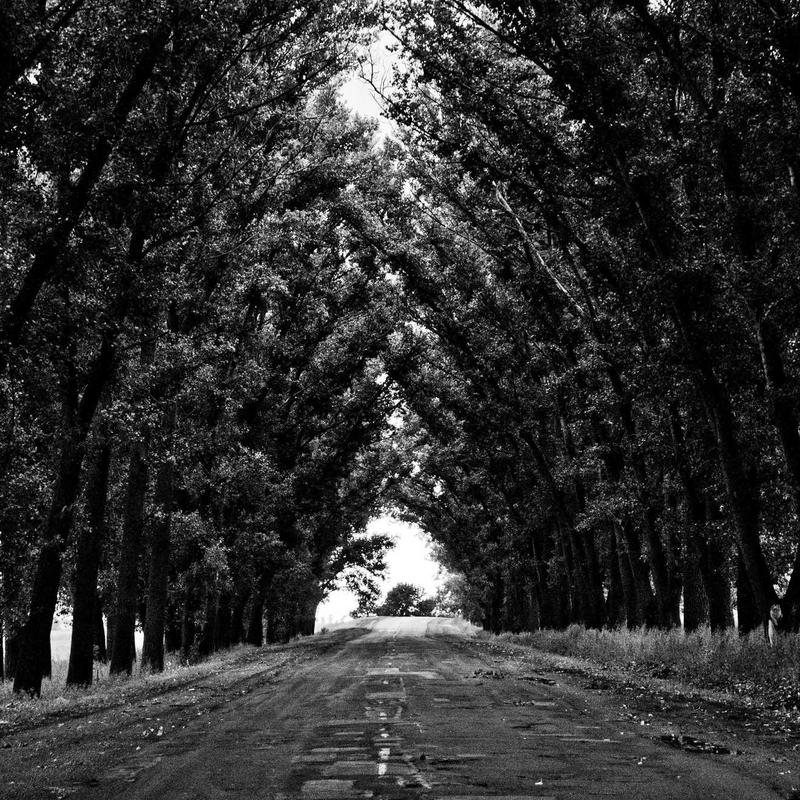 Георгин 'Cafe au Lait'